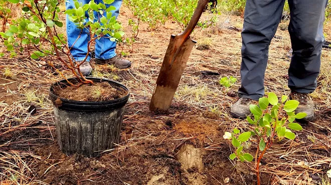 Image: Transplanting Forest Seedlings Workshop