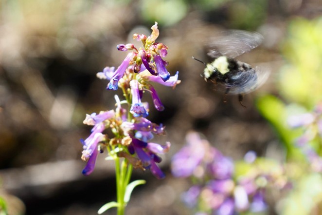 Birds, Bees and Wildflowers&mdash;Oh My!