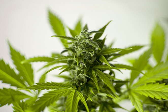 Legal Progress in Marijuana?