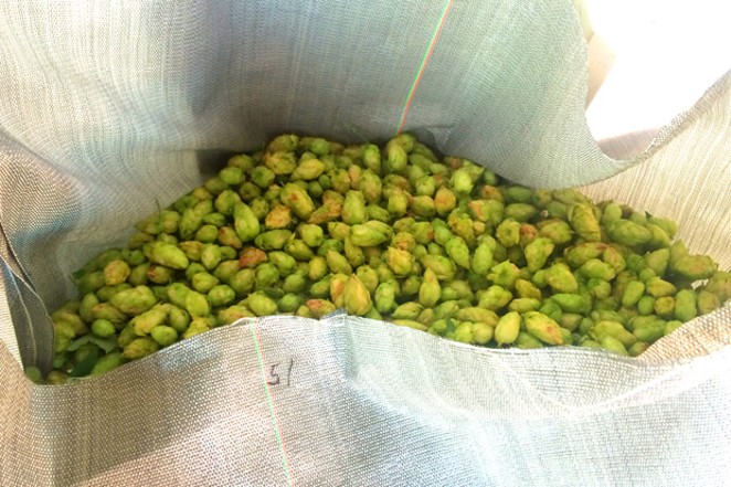 Bounty of the Hop Harvest
