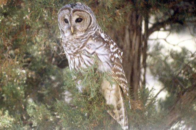 The Barred Owl is Here&mdash;to Stay!
