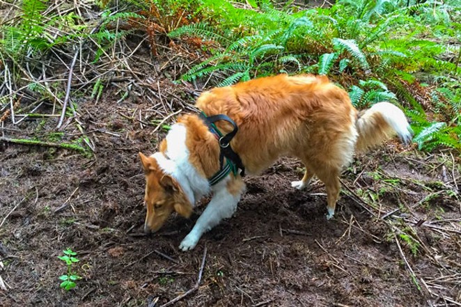 Training Truffle Hunting Dogs