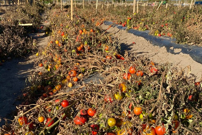 Local U-Pick Farm Experiences Monster Tomato Crop