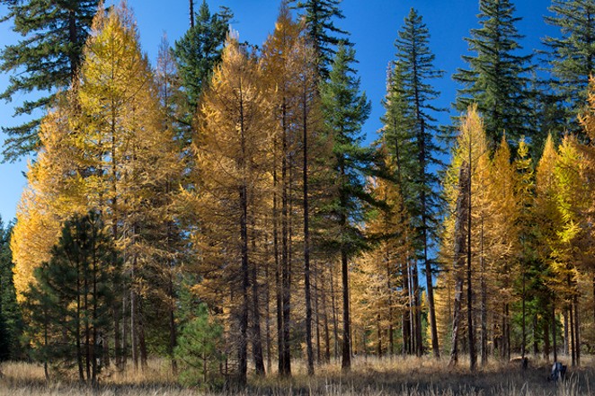 Larch Light Up the Forests