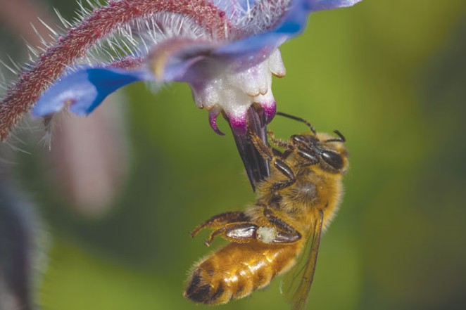 Building a Pollinator Garden