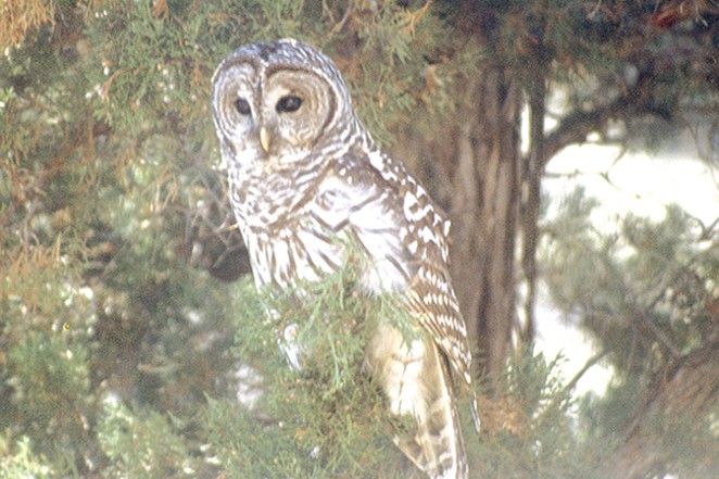 The Barred Owls are Coming