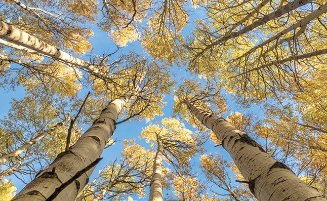 Aspen, more than your average tree