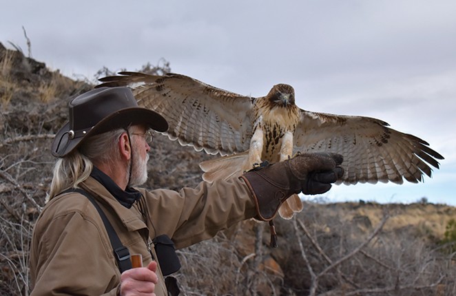 Flying High and Hunting Low with Falconry