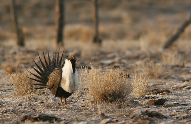 Understanding Habitat Needs for &#10;Greater Sage-Grouse