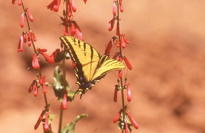 Butterflies of Central Oregon