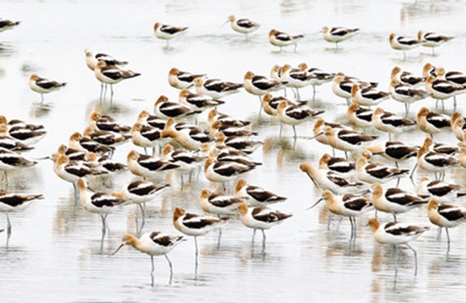 What is the Future for the American Avocet?