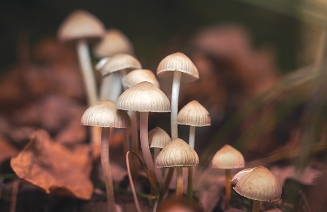 Q&amp;A with a Guide to Underground Psychedelics