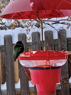 Winter Wonders: Caring for Wintering Hummingbirds