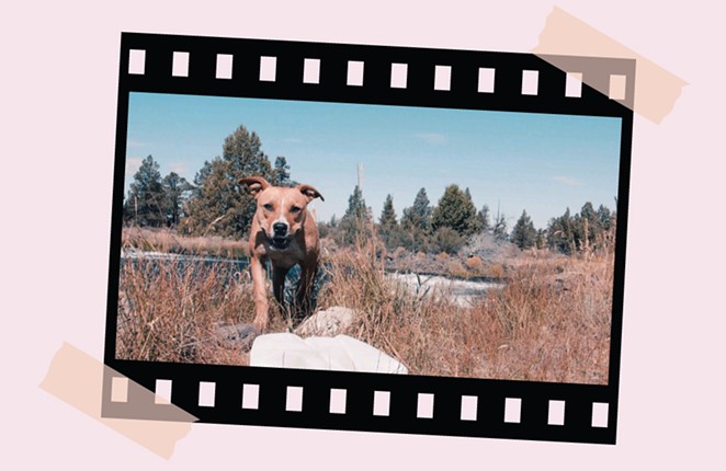 A Film About the Pets of the Camps… and CAMP