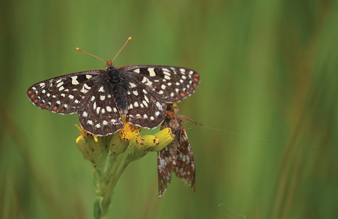 Contributing to the 34th Annual Ochoco Butterfly Count