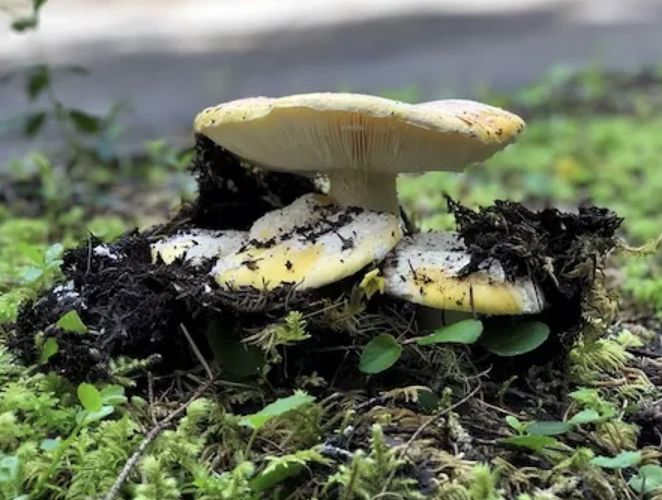 Experts Warn About Toxic Wild Mushrooms