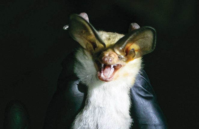 Listening for Bats in the High Desert