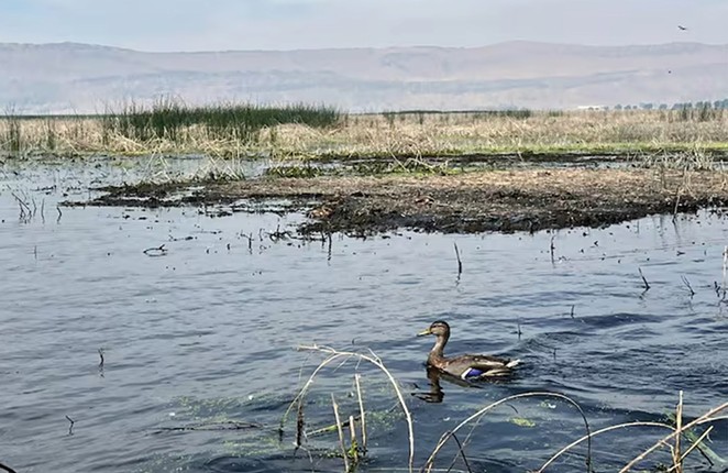 Klamath Basin Wildlife Refuges Battle Suspected Botulism and Bird Flu Outbreak