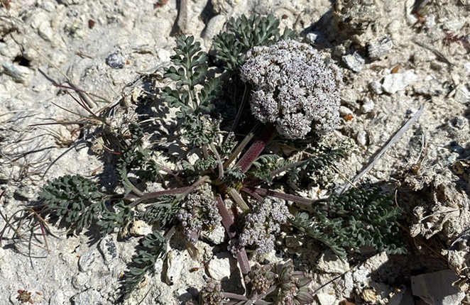 Bentonite biscuitroot in the Owyhee