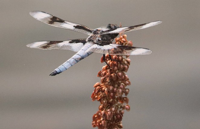 Qualifying for the Odonata Olympics