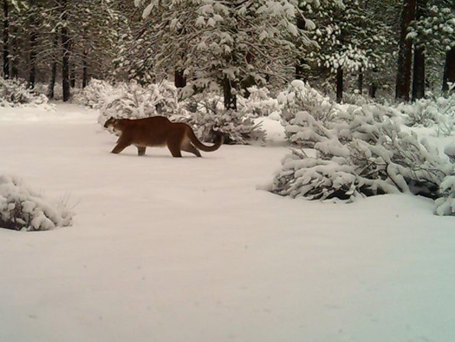 Sourcecast Audio:  Oregon's growing population of cougars