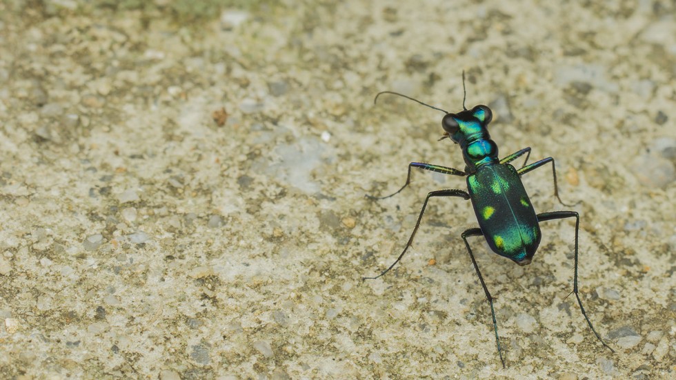 Natural World: The Tiger Beetle