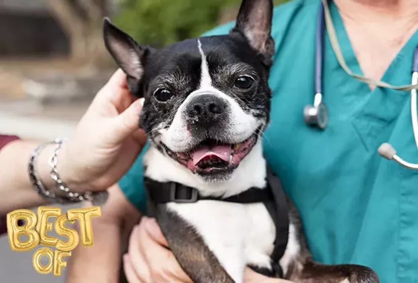 Best Veterinary Clinic