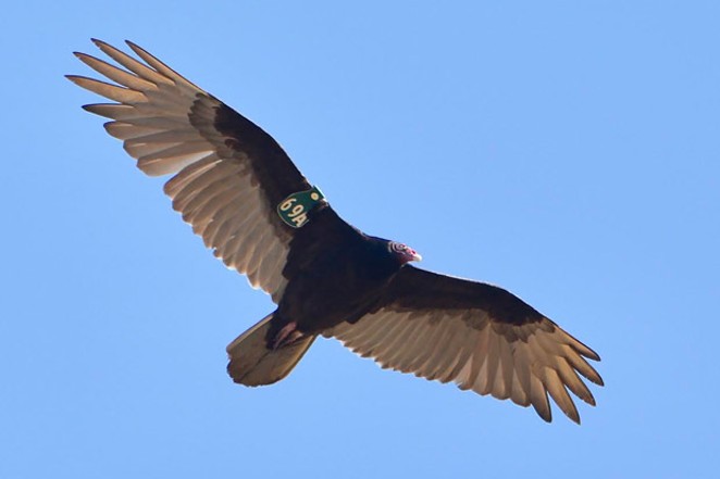 Turkey Vultures are Back Again