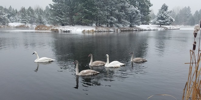 Trumpeter Swans in Sunriver