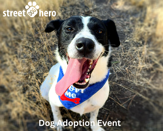 dog-adoption-event---harp.png