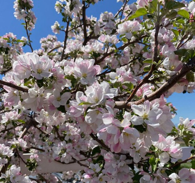 Apple tree blooming at Maragas vineyard