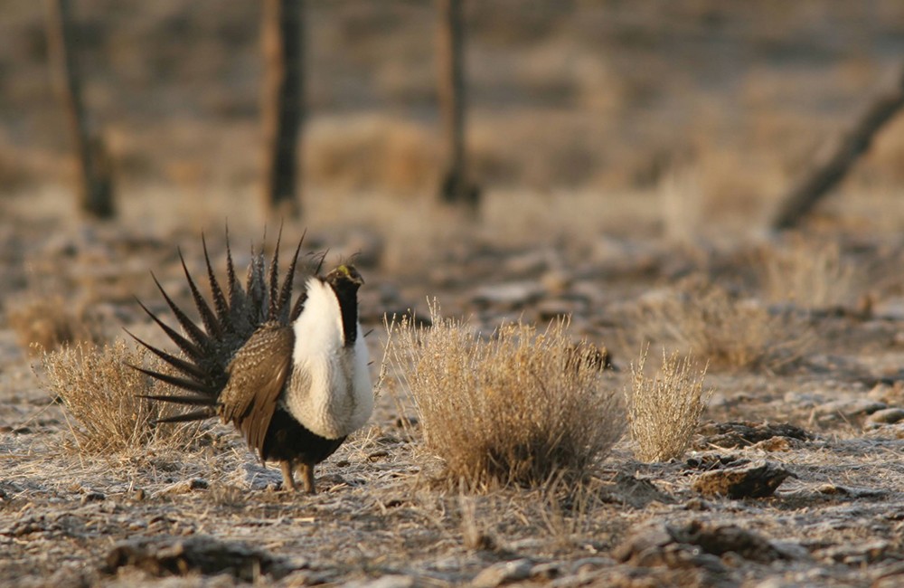 Bend, Habitat Greater Understanding Sage-Grouse Weekly Source Needs - The for Oregon |