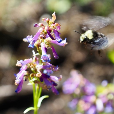 Birds, Bees and Wildflowers&mdash;Oh My!