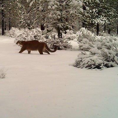 Sourcecast Audio:  Oregon's growing population of cougars
