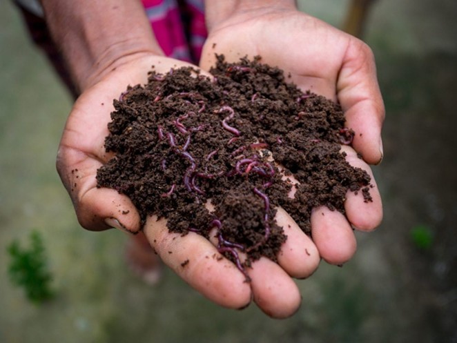 compost-with-redworm-1024x768.jpg