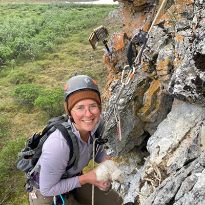 Surveying gyrfalcon nests in Alaska