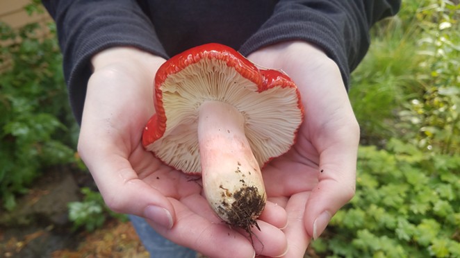 Learn how to identify mushrooms during a virtual workshop.