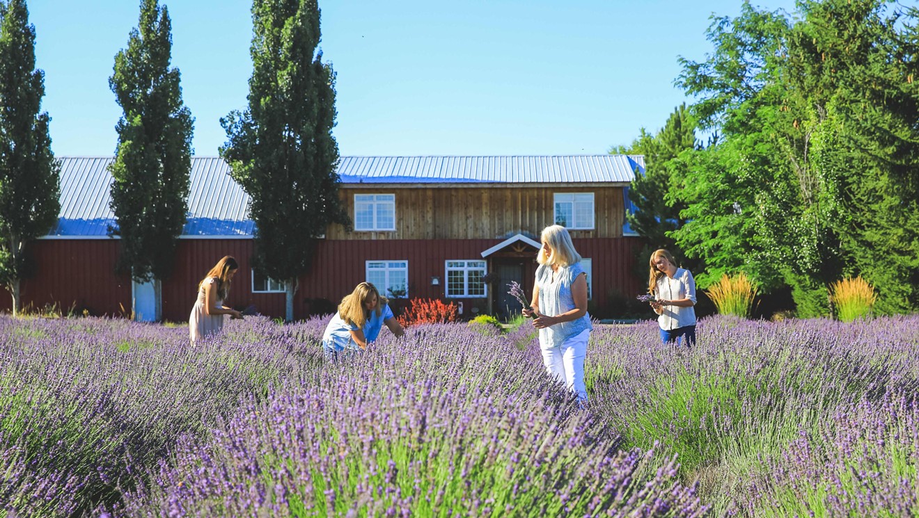 Volunteer Harvest Day @ Tumalo Lavender