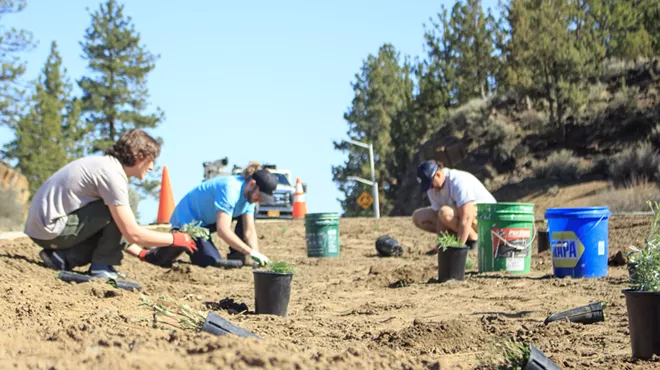 Image: Volunteer Project Day - Planting native species