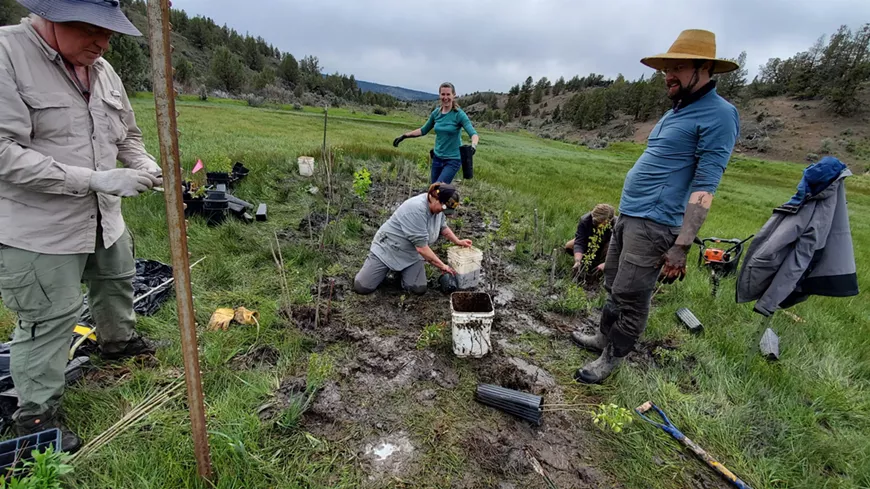 cottonwood planting