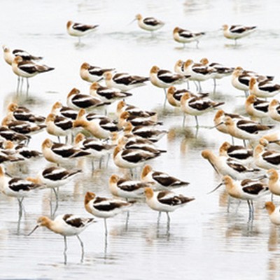 What is the Future for the American Avocet?