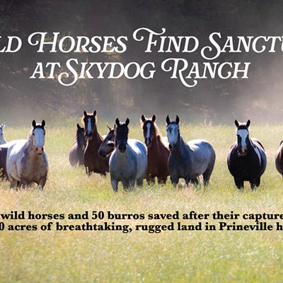 Wild Horses Find Sanctuary at Skydog Ranch