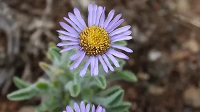 Image: Wildflower Hike, Whychus Canyon Preserve