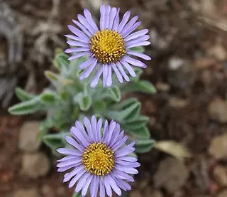 Image: Wildflower Hike, Whychus Canyon Preserve