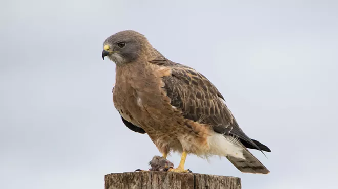 Image: Wildlife Conservation Photography