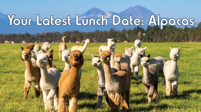 Your Latest Lunch Date: Alpacas